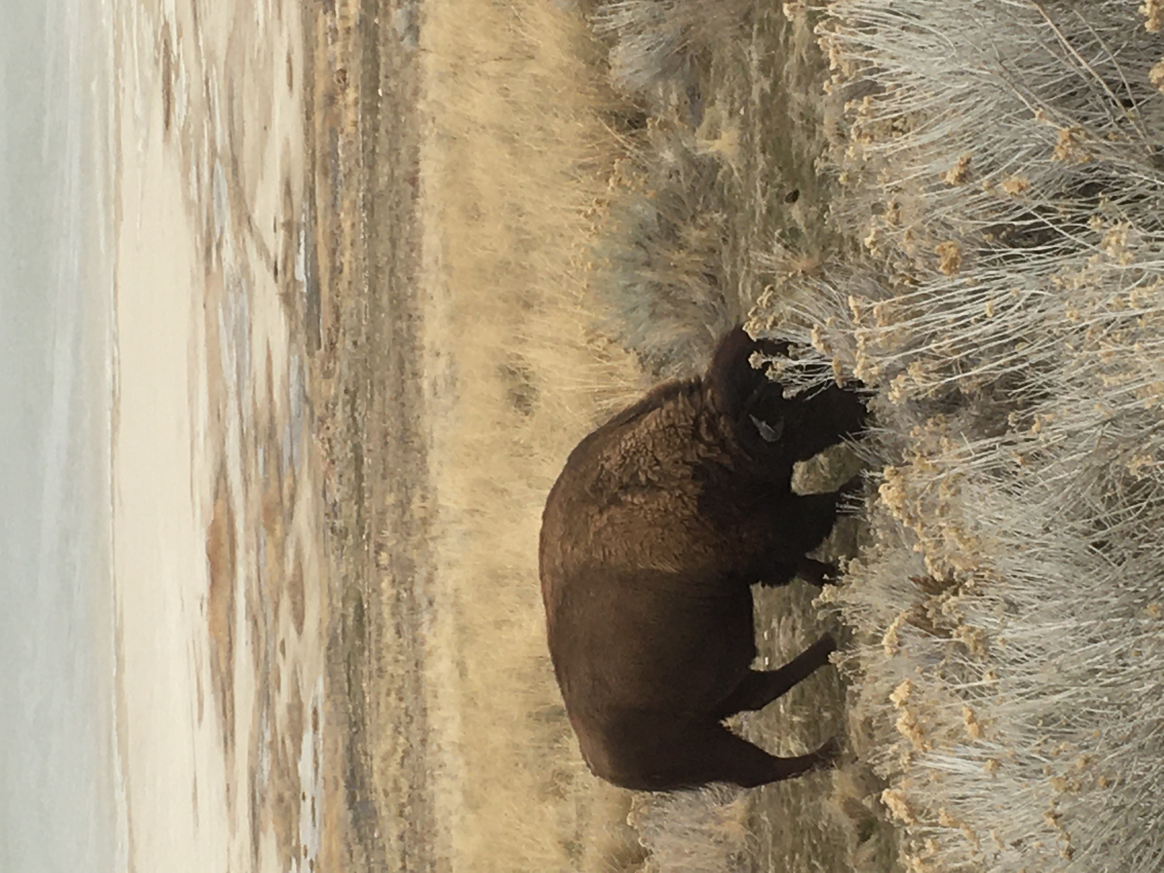 Le bison